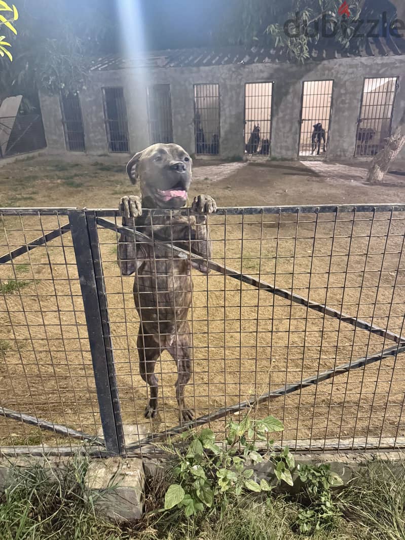 cane corso blue brindle 2
