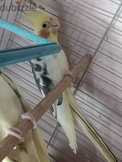 قص مصبعات