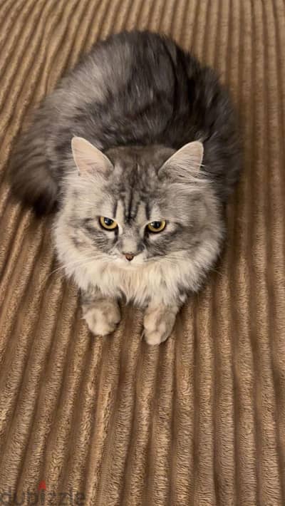 2 cats for adoption- قطتين للتبني