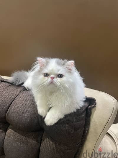 Persian cat for sale