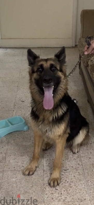 German shepherd dog