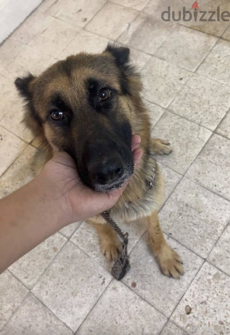 German shepherd dog 1