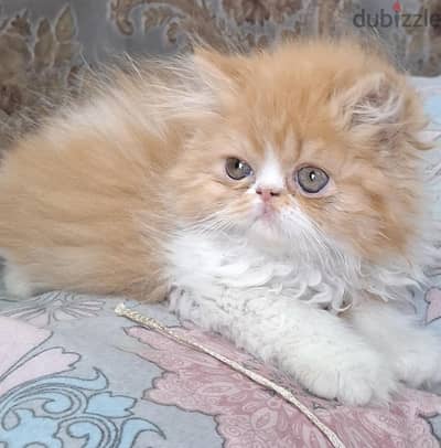ذكرين بيرشن