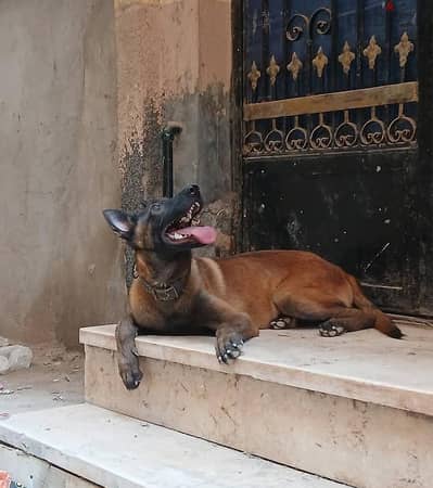 جرو مالينو