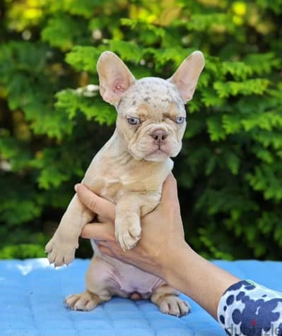 French bulldog puppy female from Russia