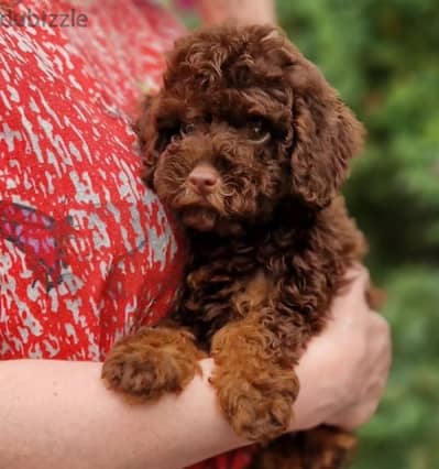 Poodle puppy boy from Russia