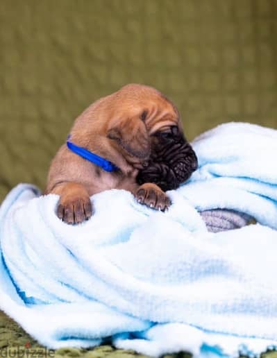 Great Dane puppy male from Russia
