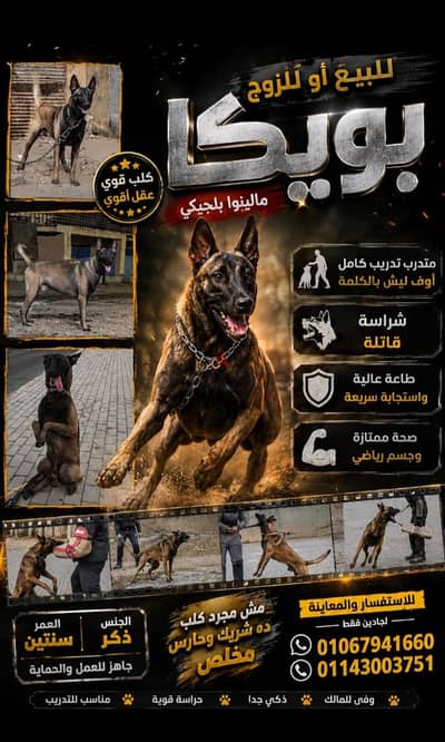 ذكر ماليوا للبيع او للزوج  من الخلصوا