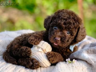 Toy poodle puppy female from Russia