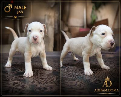 American pitbull
