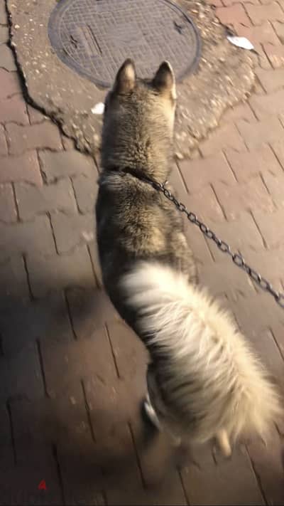 كلب هاسكي