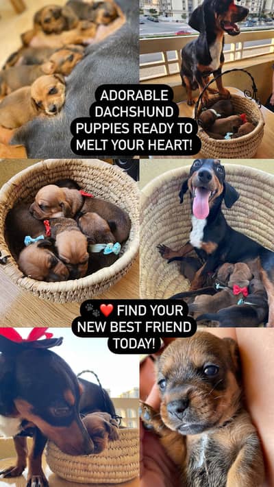 Purebred Home-Raised Dachshund Puppies (Parents on Site) Purebred Home-Raised Dachshund Puppies (Parents on Site)