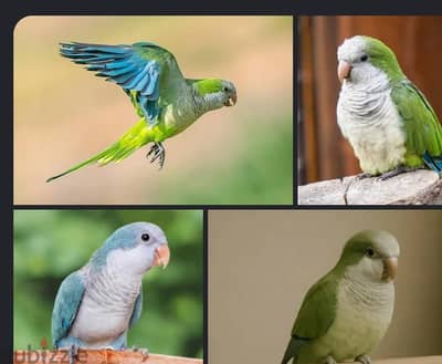 im looking for a parrot