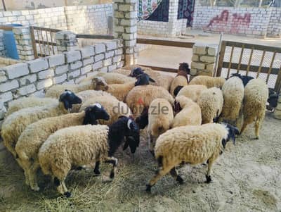 28 خروف برقي حر بيور بضمان جودة 100%
