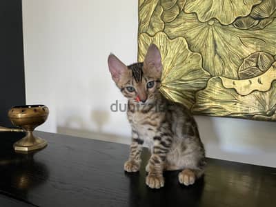 قطتين بنغال ذكور بيور شهرين | 2 Purebred Bengal Males – 2 Months