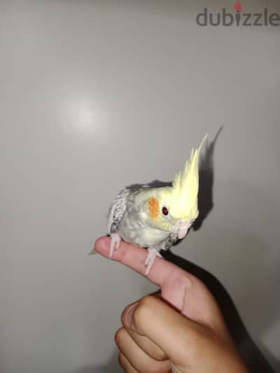 نتاية كوكتيل هتاخدها بقفصها