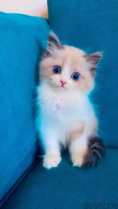 Rag doll female