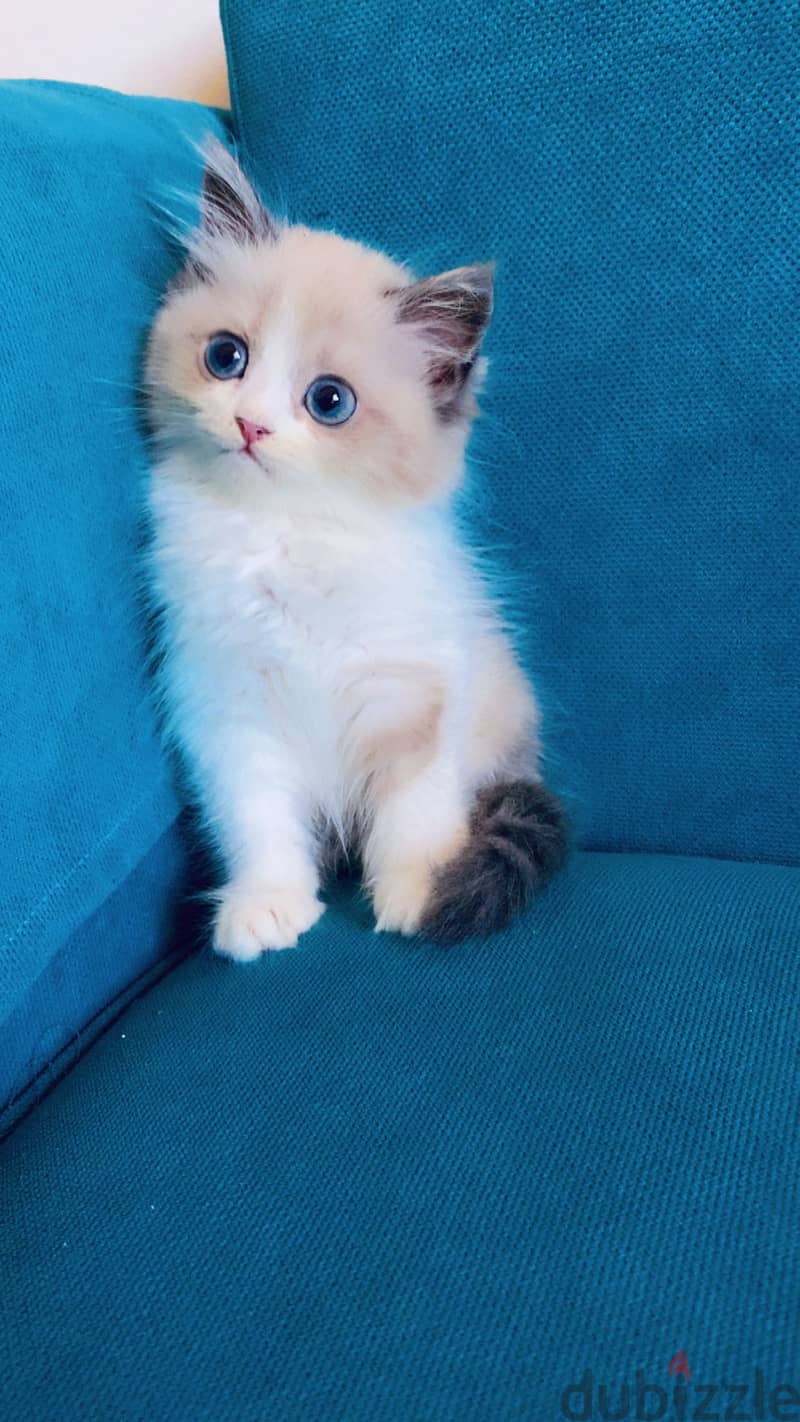 Rag doll female 1