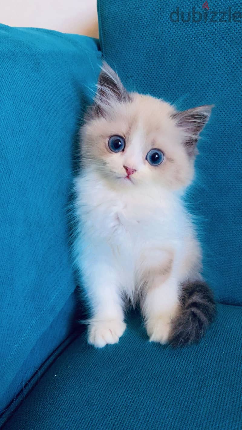 Rag doll female 2