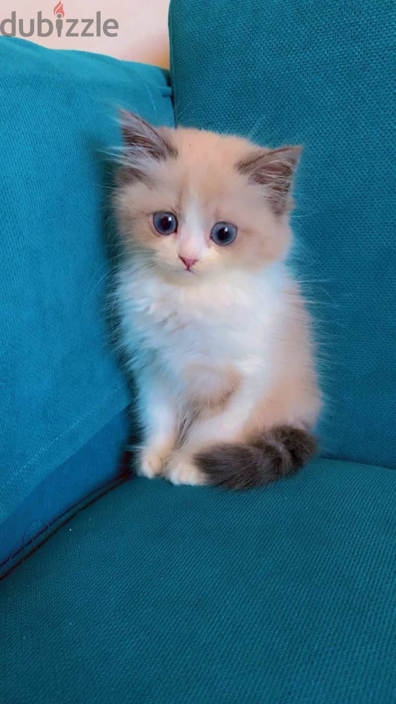 Rag doll female 3