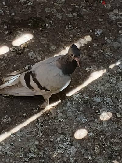 شاب حلبي شمسي للبيع