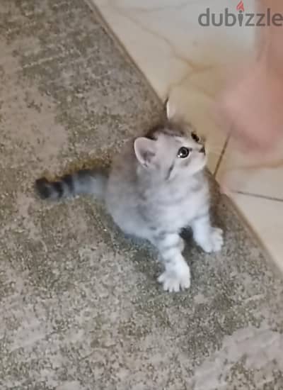 قط شيرازي مع البوكس