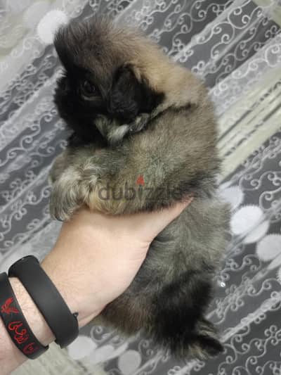 نتايه بيكنواه بيور ٥٠ يوم
