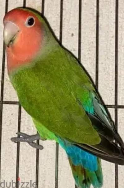 ببغاء الروز ذكر عمر سنه و نصف