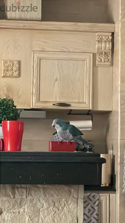 Parrot