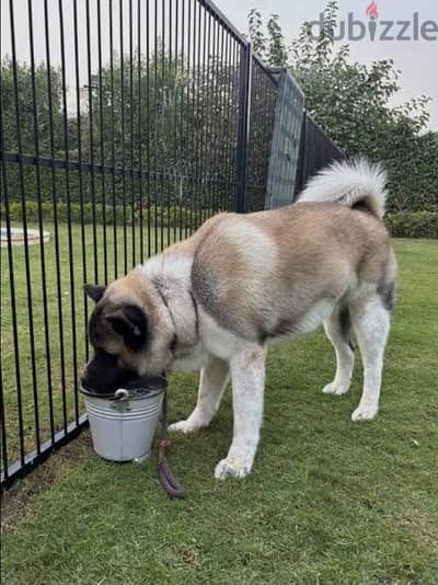 American akita