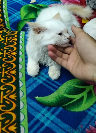 قط شيرازي عمره شهرين