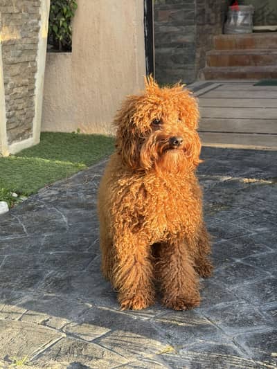 Male poodle available for meeting
