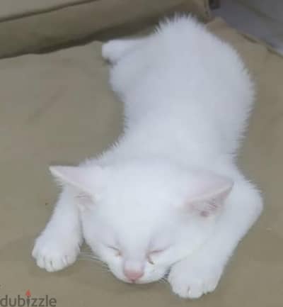 قط قطه شيرازي