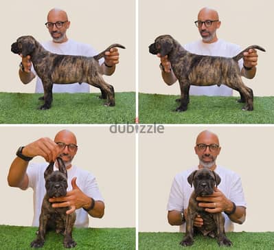 Premium Cane Corso Puppies