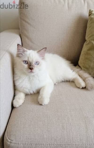 Ragdoll chocolate mitted male