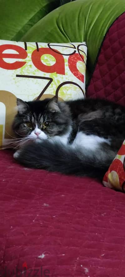 persian cats