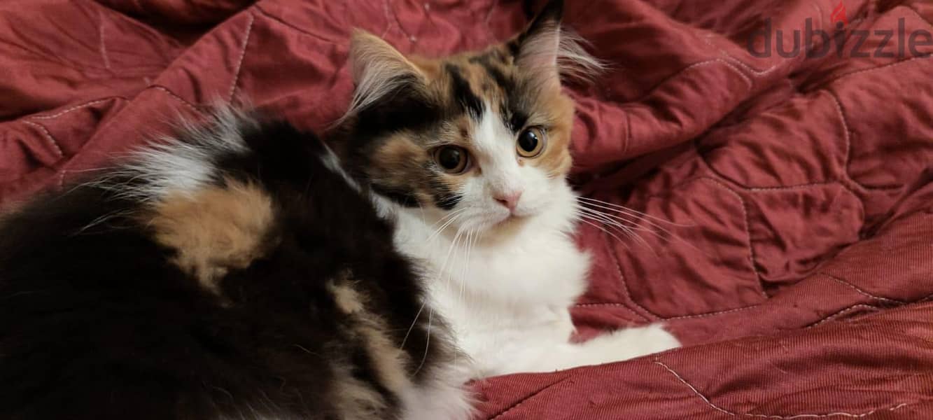 persian cats 1