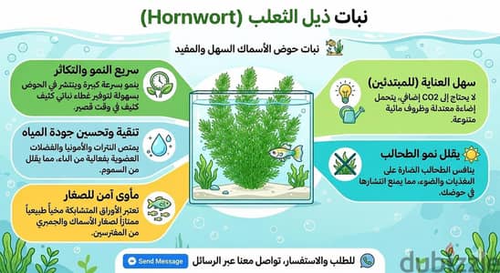 نبات Hornwort مائي لاحواض اسماك الزينة ال ١٠ عيدان ب ١٠٠ جنية فقط