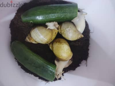 حلزونات افريقي امهات