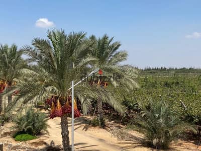 Farm for sale, Cairo-Alexandria Desert Road