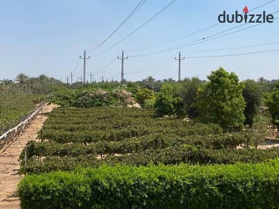 مزرعة للبيع طريق مصر اسكندرية الصحراوى
