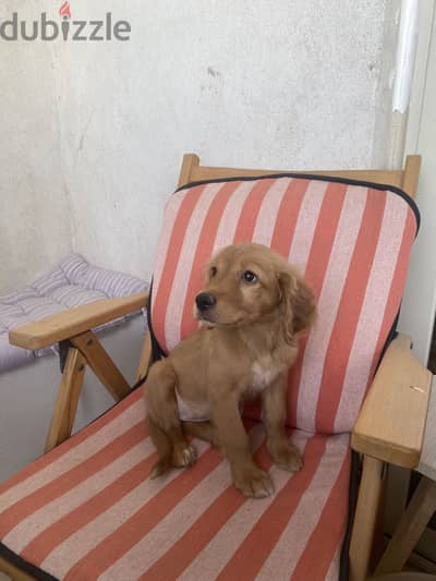 Golden Retriever puppy