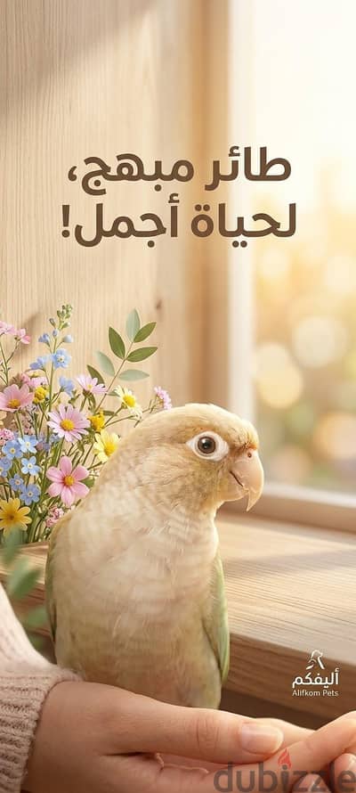 قول ماشاءالله  ببغاء بينابول