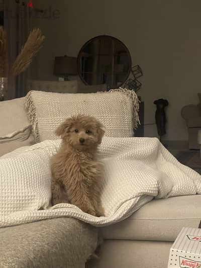 Toy poodle