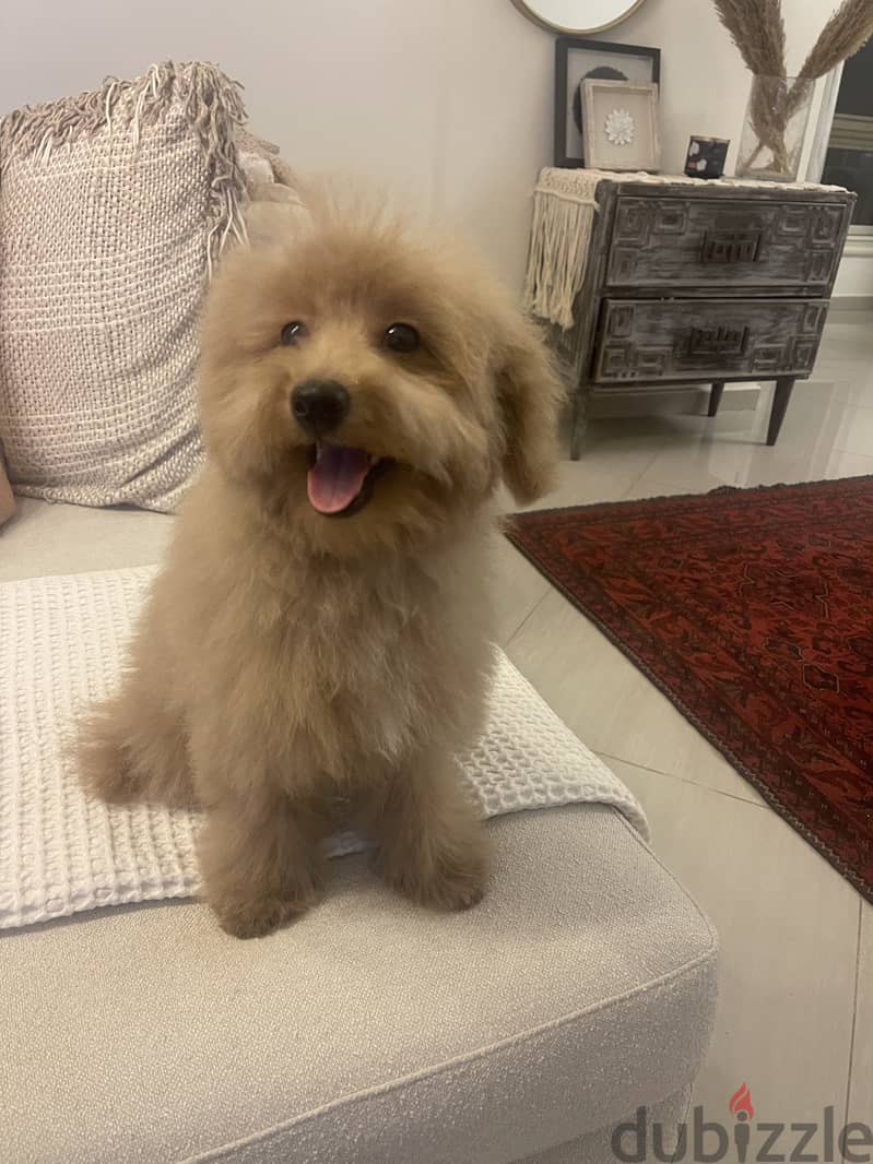 Toy poodle 1