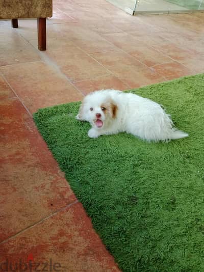 كلب هافانيز للزواج فقط مطعم نظيف Havanese dog for mating only