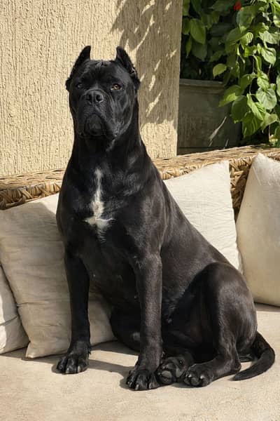 Cane Corso