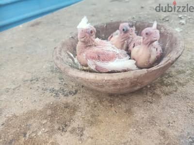 زغاليل تأكيل يدوي