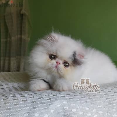 قط ذكر ڤان بلاك ٥٣ يوم