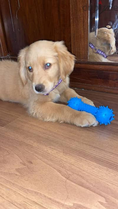 2.5 Month and Vaccinated Golden Retriever Puppy for Sale